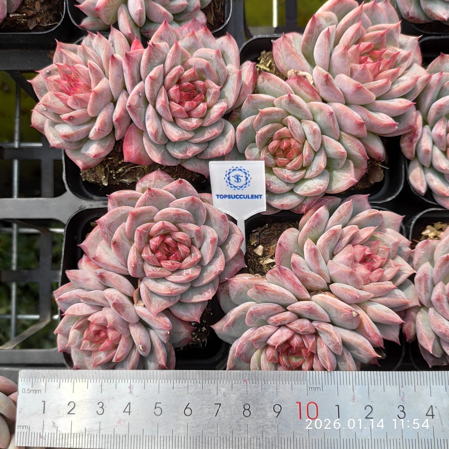 22434 ダーククイーン