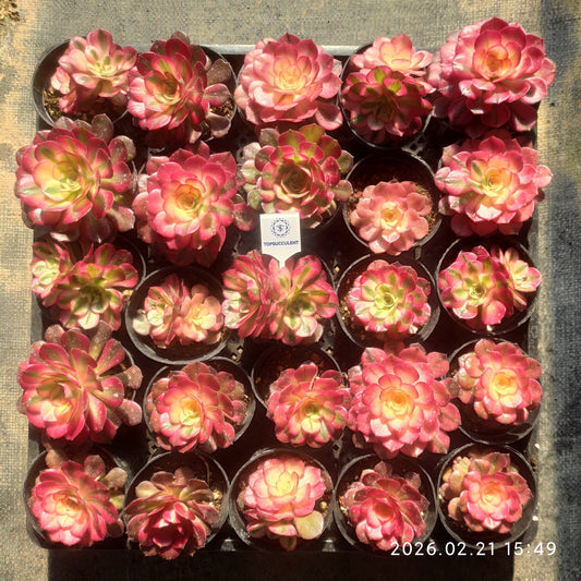 25887 アエオニウム ライチー