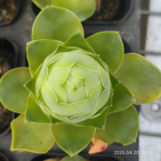 XS1152 アエオニウム グリノービア(6.5cm pot）