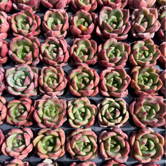 19431 スモールピーチ x アガボイデス（3cm pot）（ポット苗）