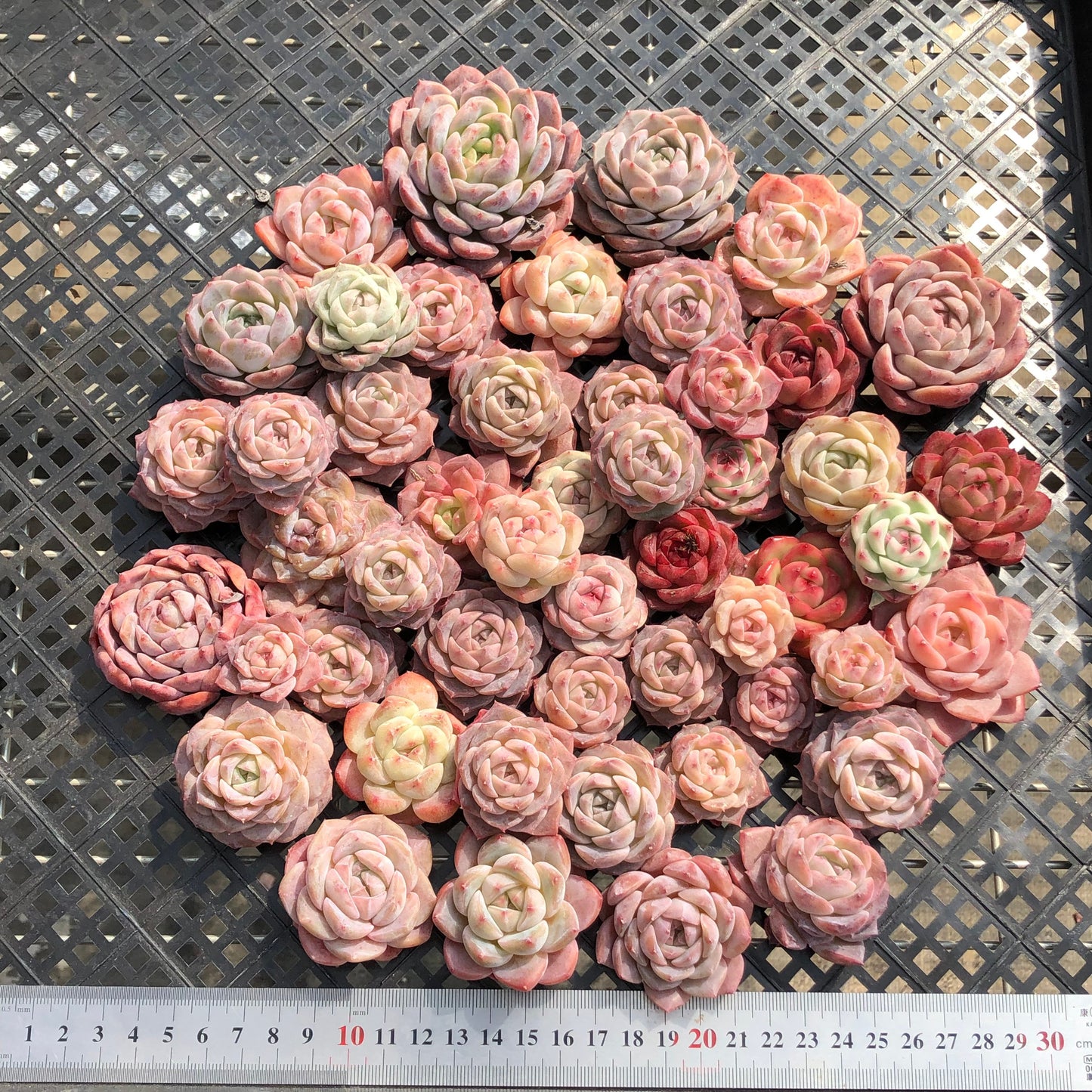 22048 ミックス苗 14