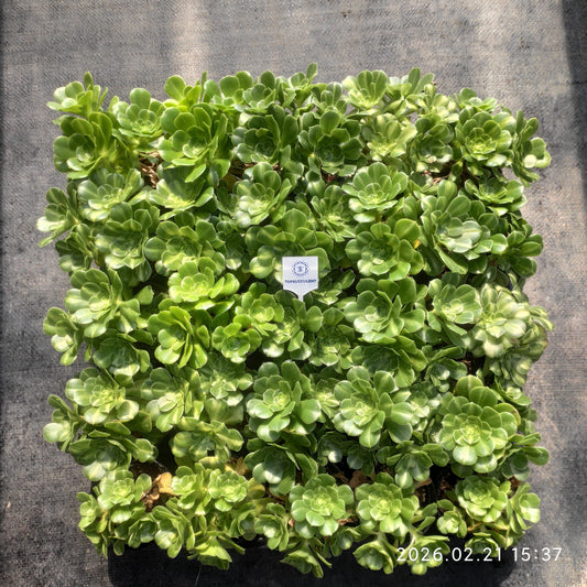 25884 アエオニウム　ジェダイトカラードグレイズ