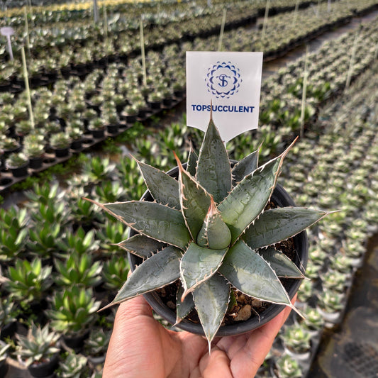 18732 ギエスブレティー