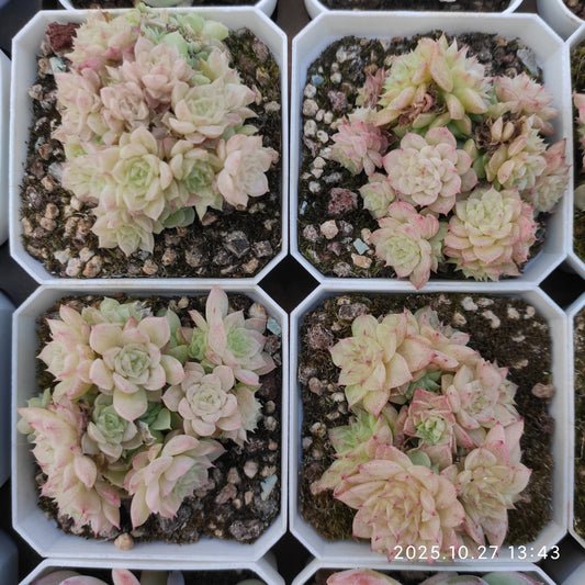 21772 マルガンHyb（7cm pot）