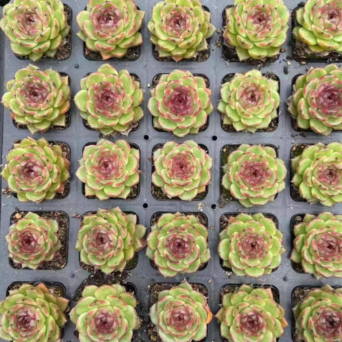 21976 サン　ムーン　レーク（7cm pot）