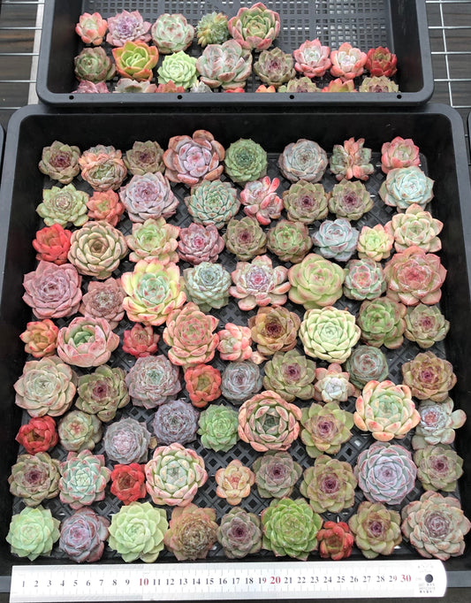 20076 ミックス苗100株（4cm pot）25