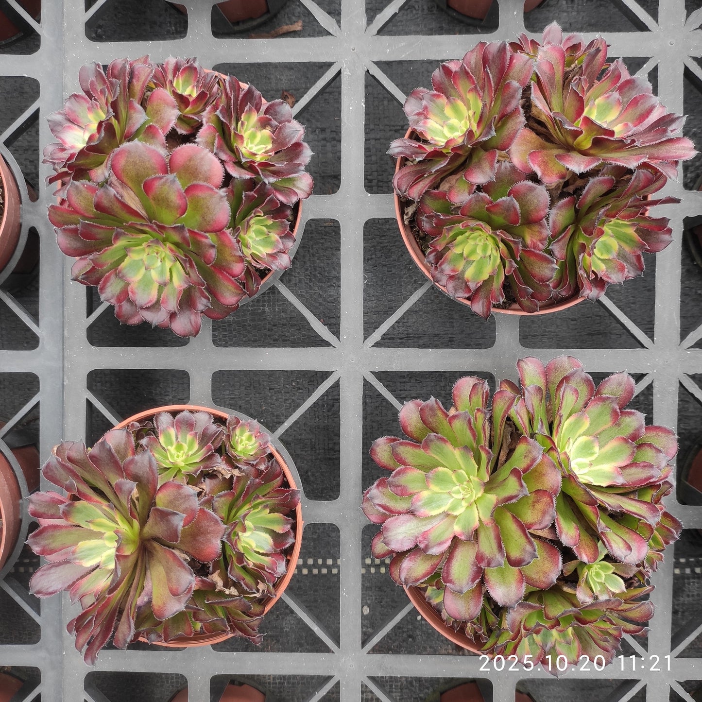 ZXX409 アエオニウム　マリド（12cm pot）