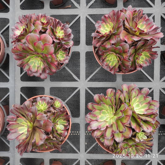 ZXX409 アエオニウム　マリド（12cm pot）