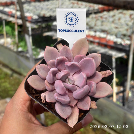 22840 キューピッド