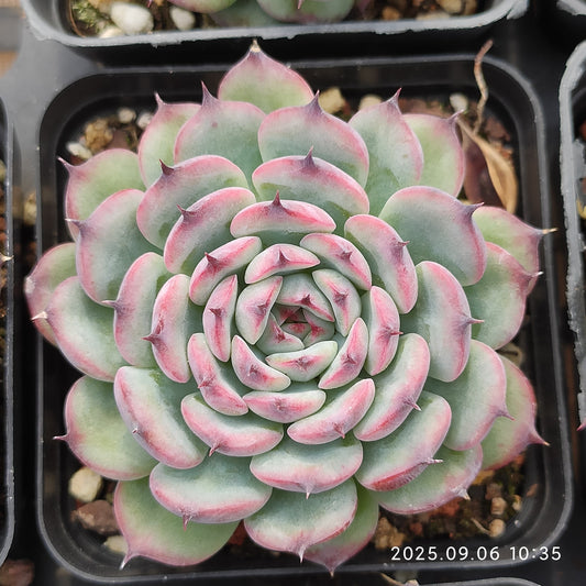 RC142 マルセル（7cm pot）