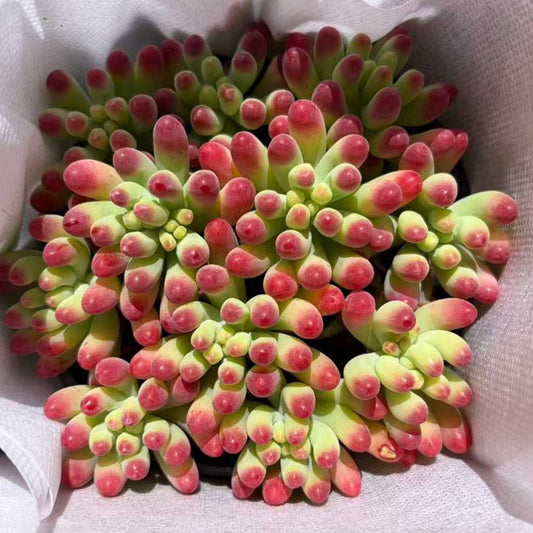 25346 パチフィラム