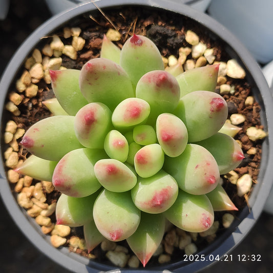SKL334 コーンポッピー（50cm pot）