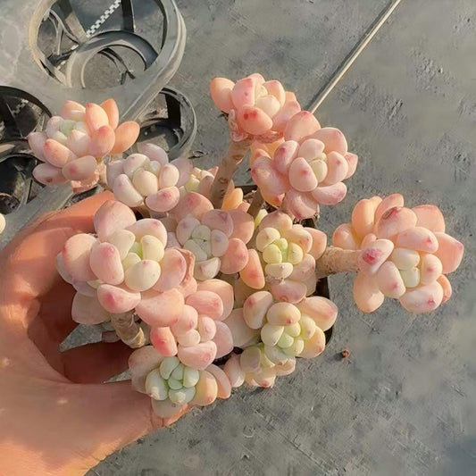 23788 クラバツム