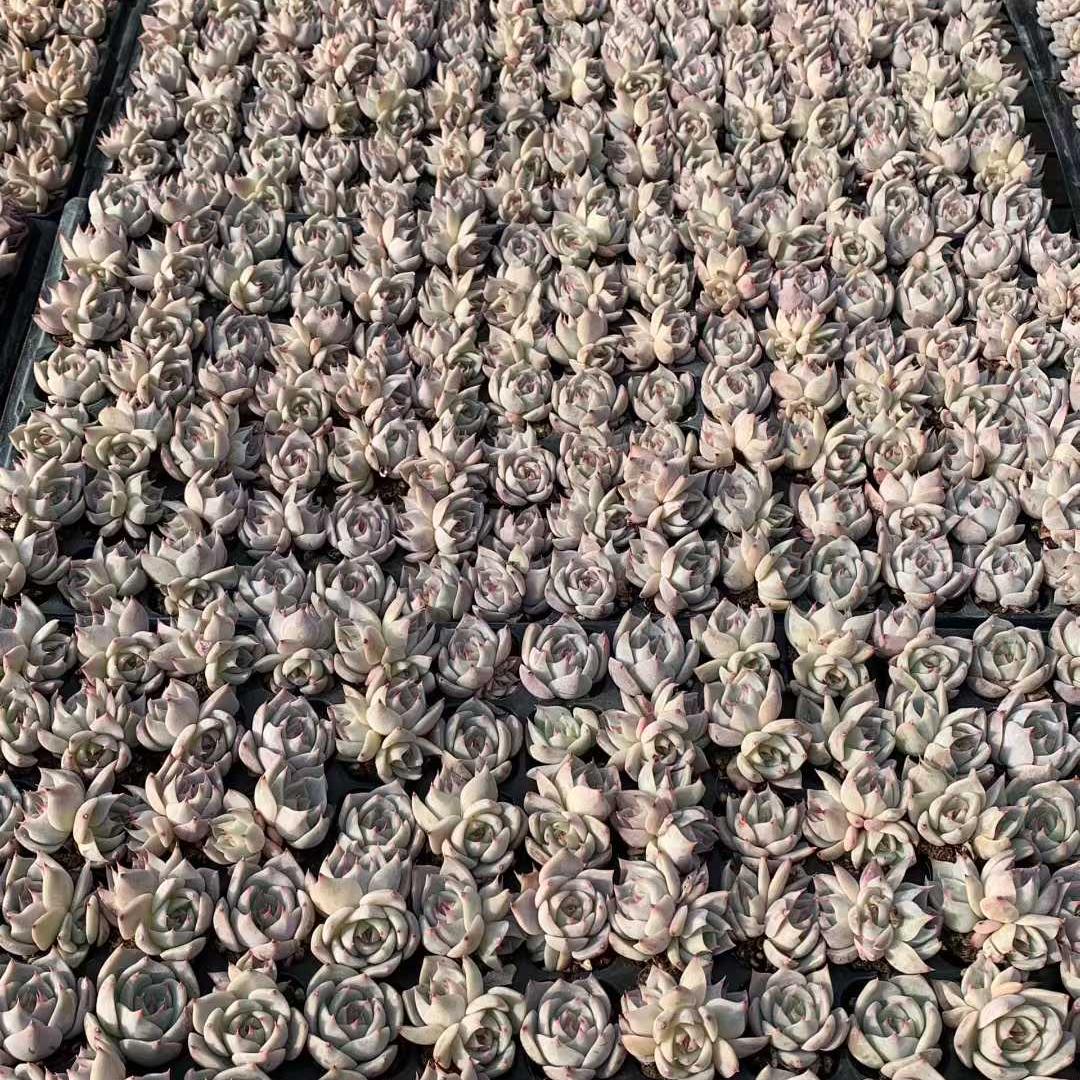 25735 ピキャッチュー