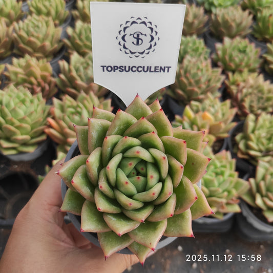 17568 バンプドゥマリア（9cm pot）