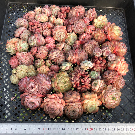 BL2121-019 ミックス苗