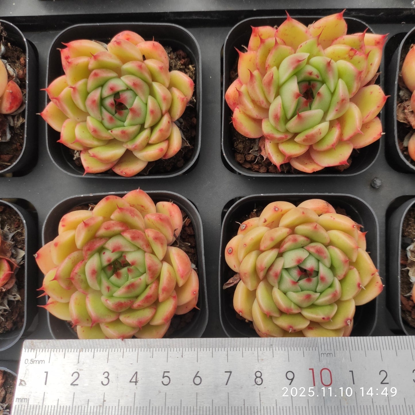 80556 シルバースノー（6.5cm pot）