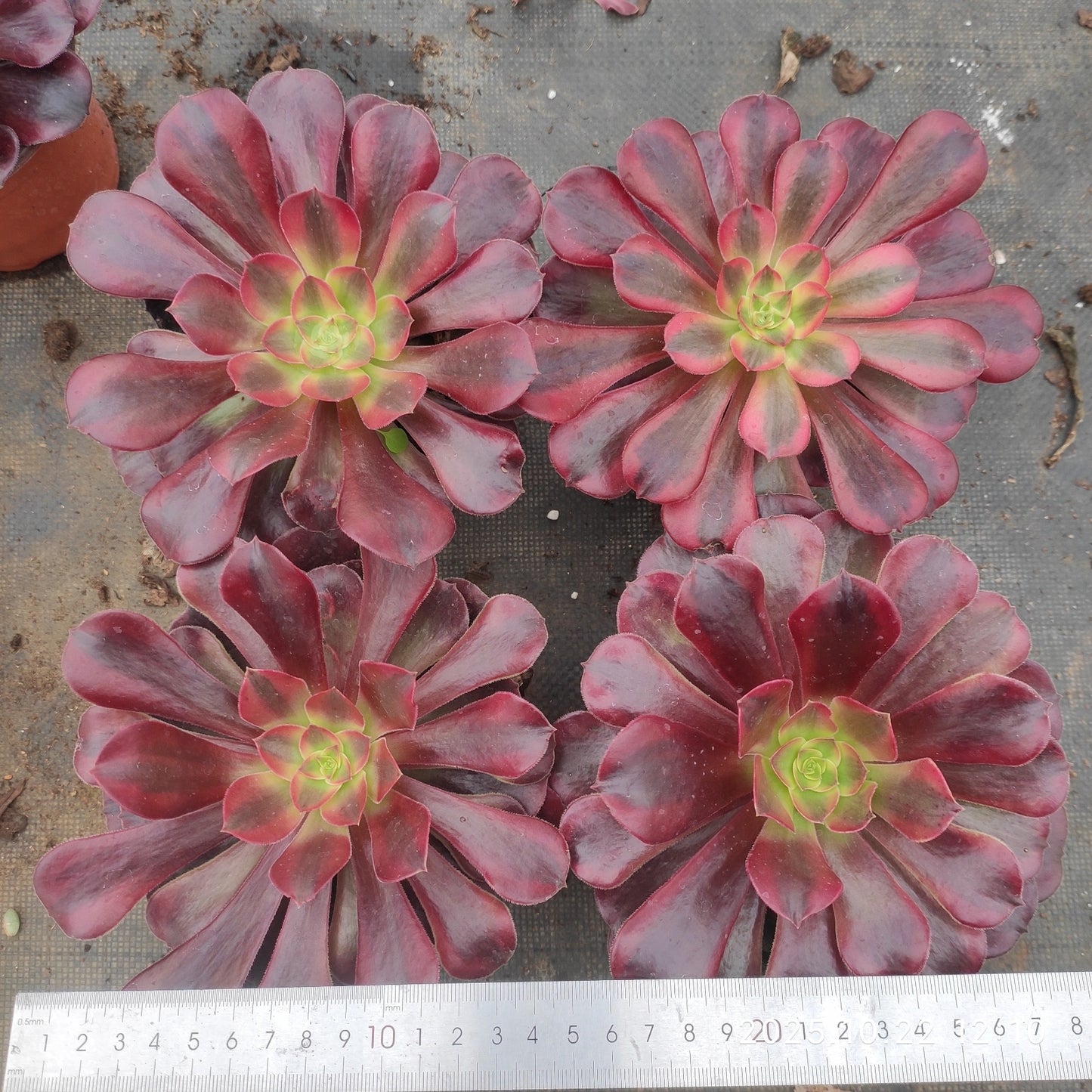 BC040 メドゥーサー（12cm pot）