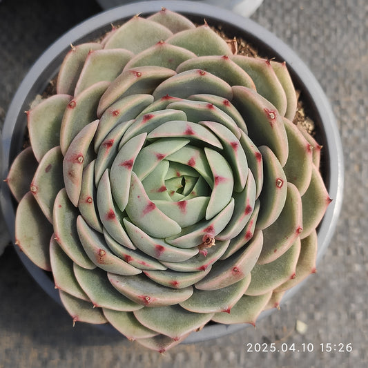 NGN720 ベンバディス（50cm pot）