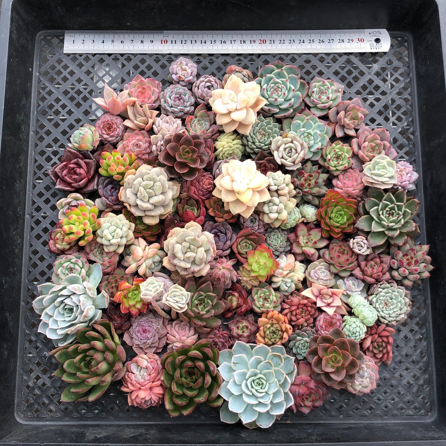 17856 ミックス苗 (穴トレー苗) 13