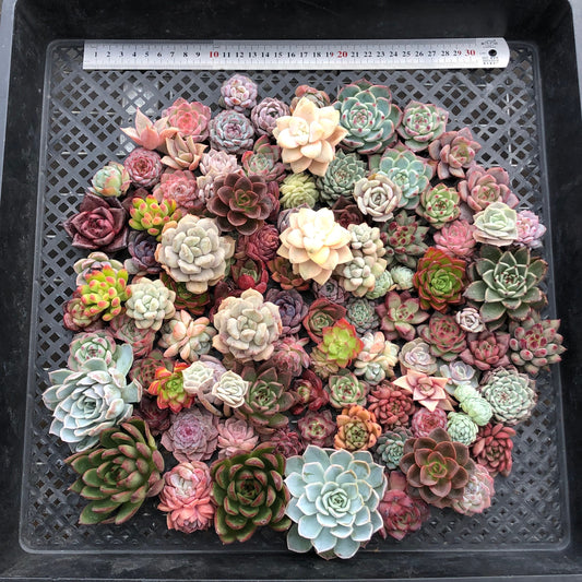 17856 ミックス苗 (穴トレー苗) 13