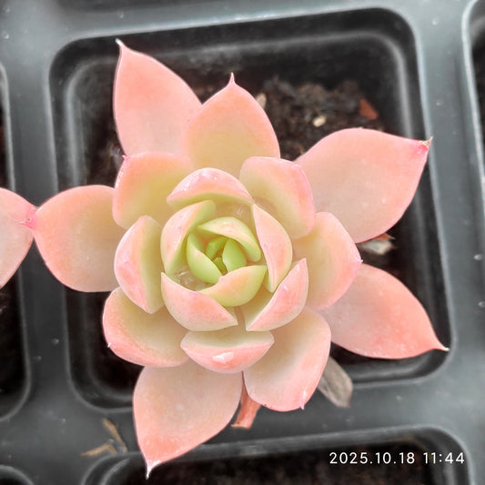 YBB031 シルクヴェール （7cm pot）