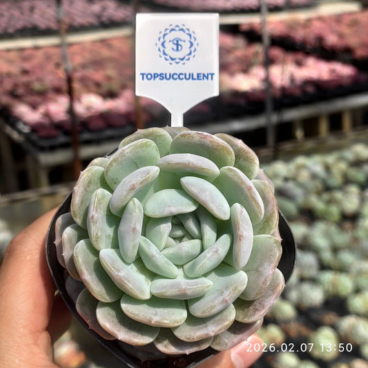 21464 ホワイトファット