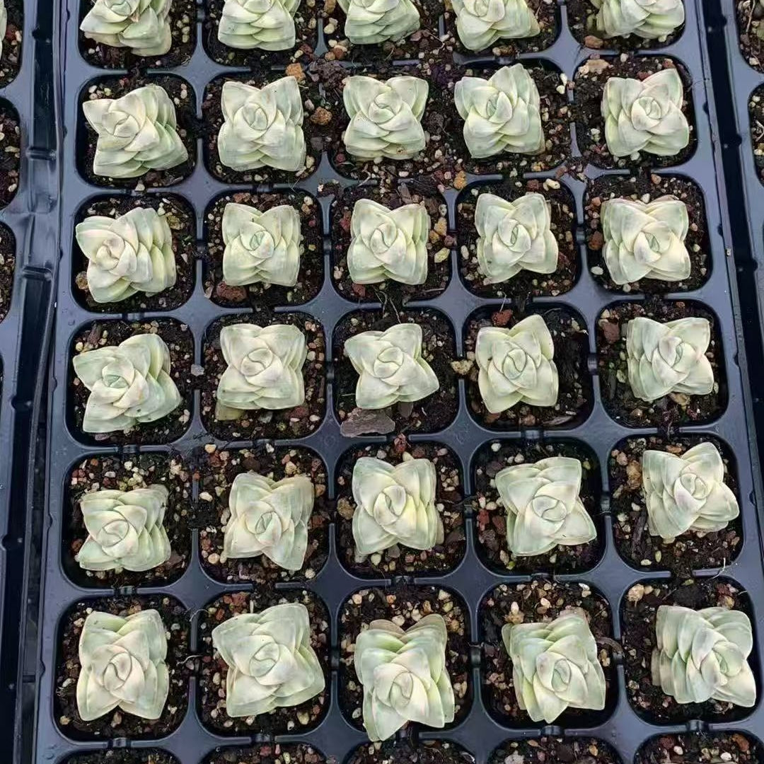 専用　フローレンス錦　抜き苗 専用 フローレンス錦 抜き苗