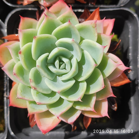 QN318 パンジー（7cm pot）