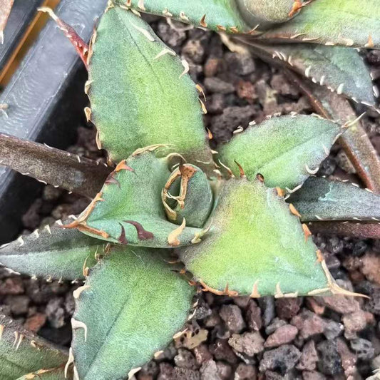 21433 アガベ　チタノタ　コンパクト