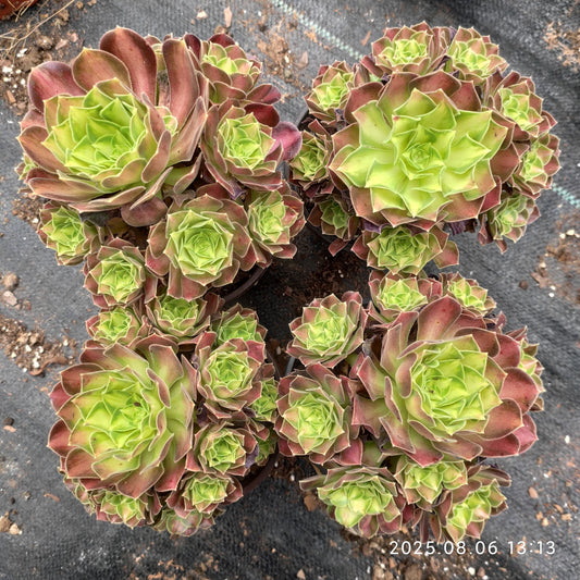 BC019 アエオニウム グロリアスユース（12cm pot）