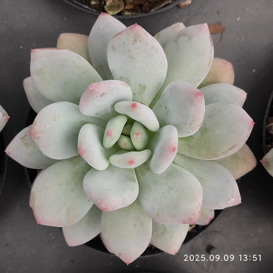 MMT882 スノー　シャイン（9cm pot）
