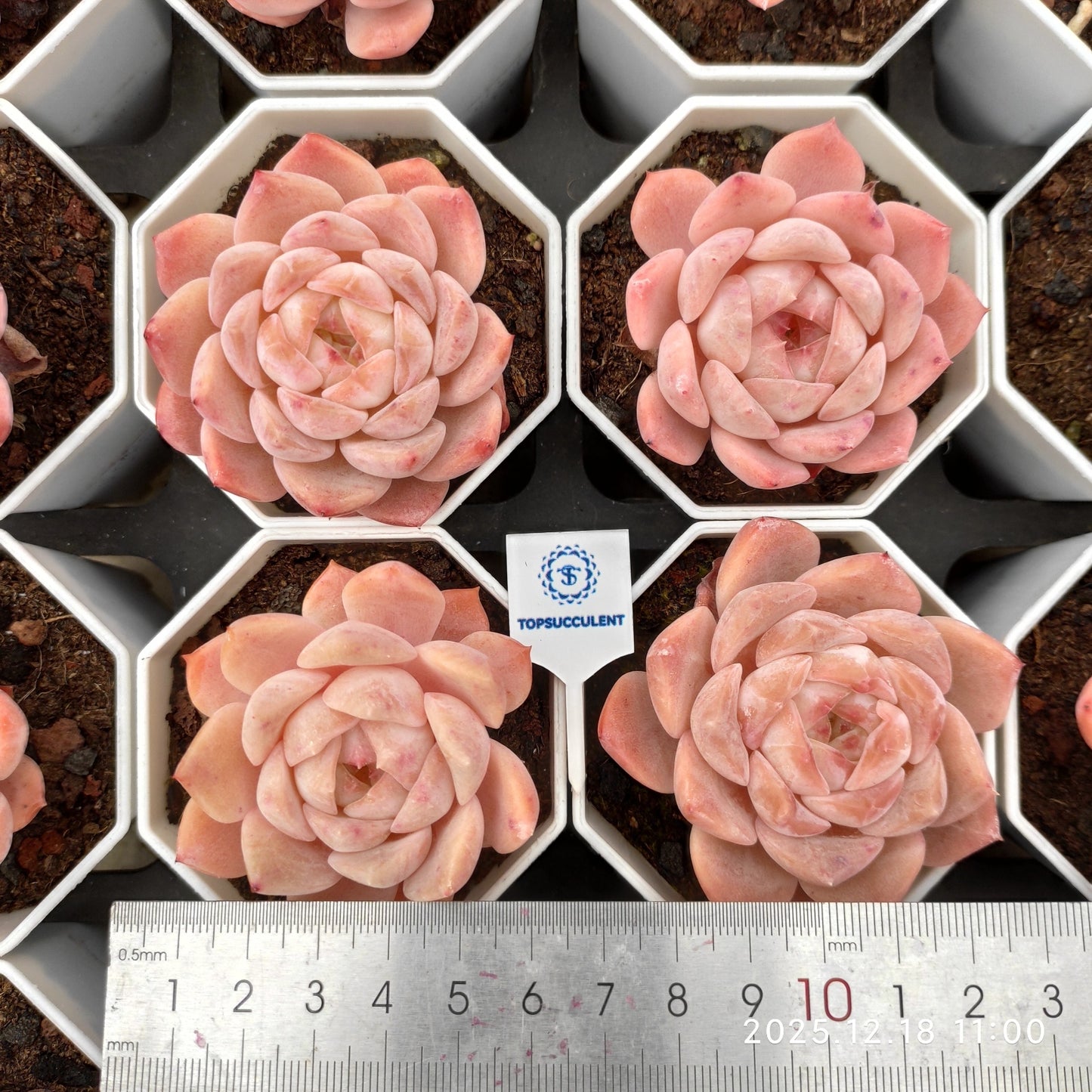 21545 ピンク　アイス