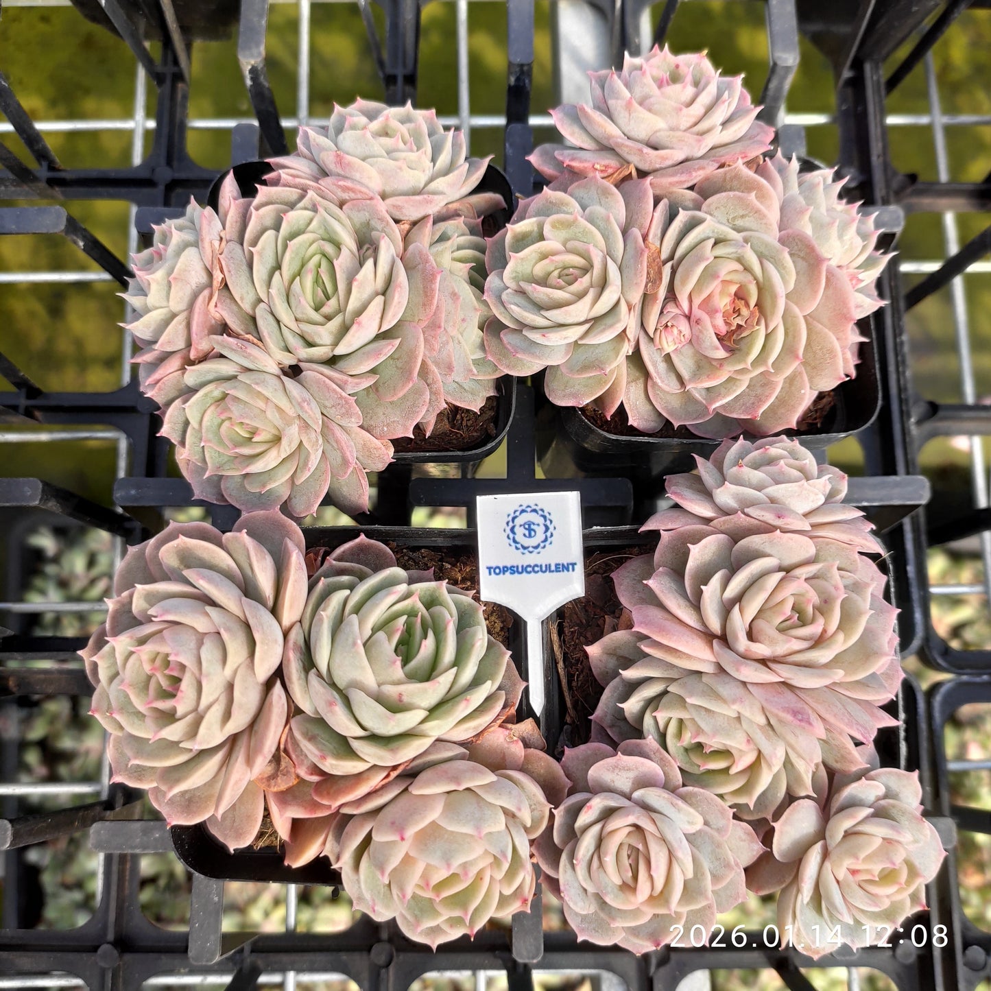 21108 オウンスロー