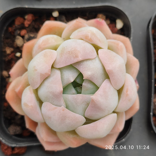 NGN390 ヒューミリス(6.5cm pot)