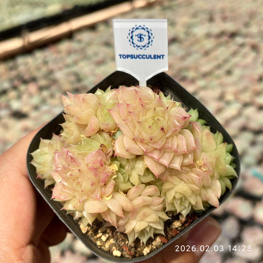 25671 ゴールデンアテナ