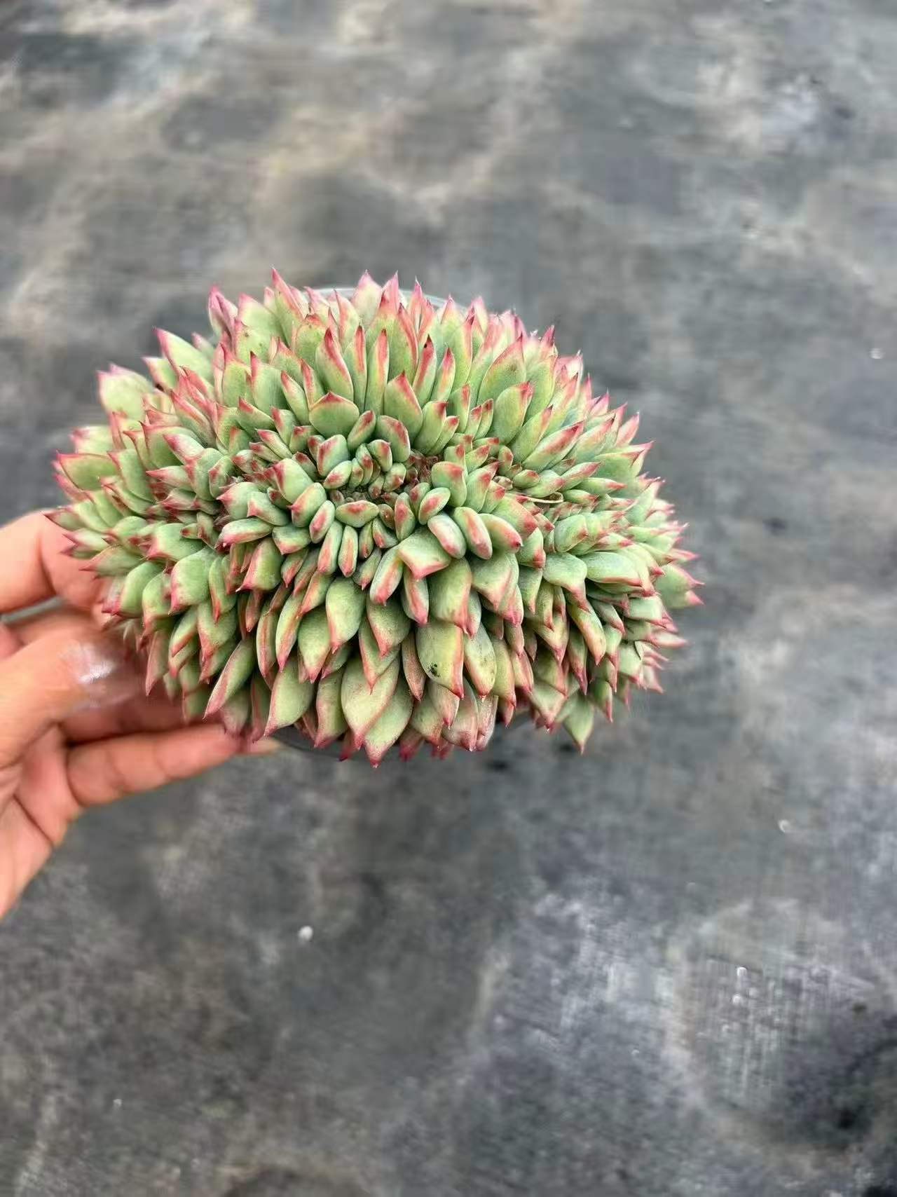 112330 ラタム 綴化
