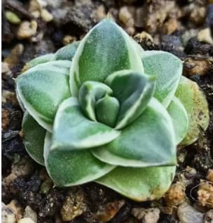 MH302 王妃A型　笹の雪（5cm pot）