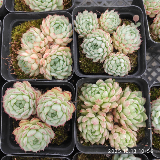 21629 オーストラリアキャプテンハイ（7cm pot）