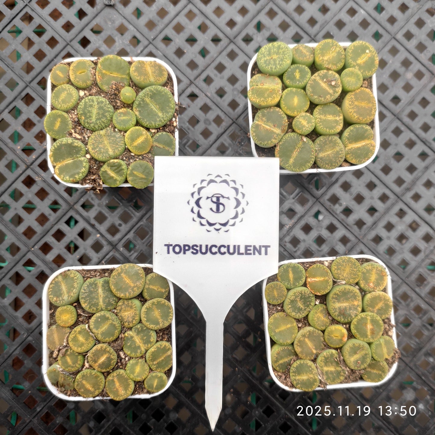 23008 グリーン　サンシャイン