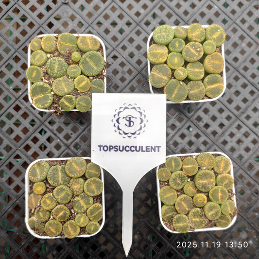 23008 グリーン　サンシャイン