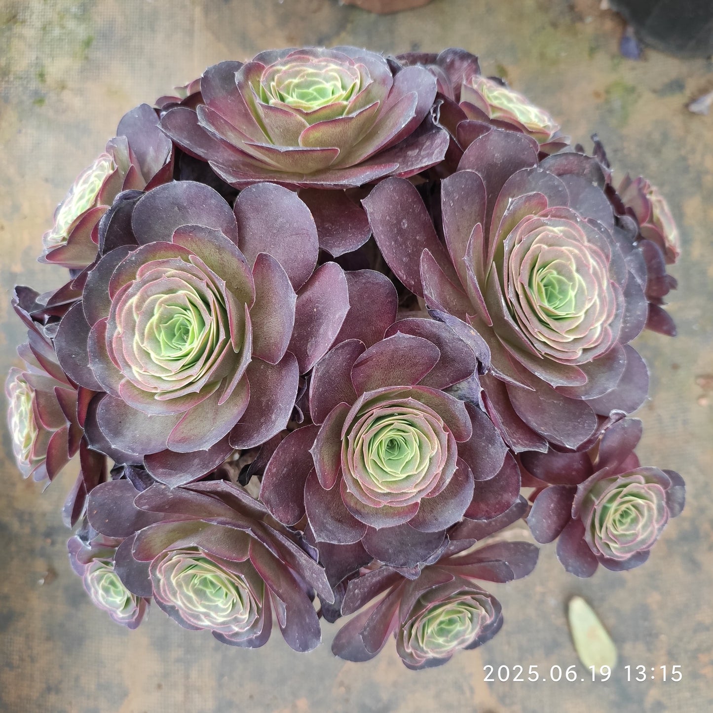 BC016 チャーム　ゴールド（17cm pot）
