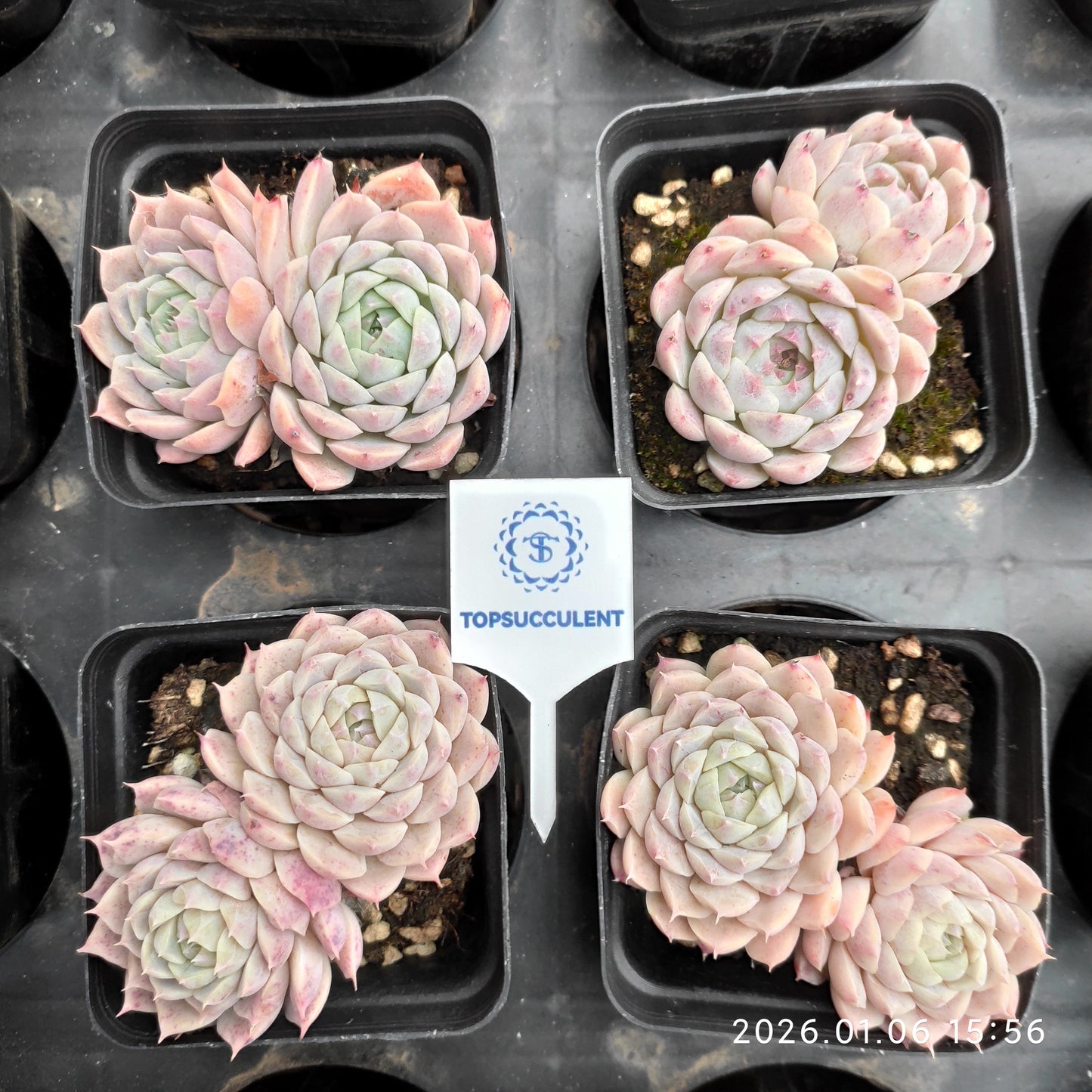 24414 ピンク　ベラーHyb