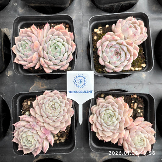 24414 ピンク　ベラーHyb