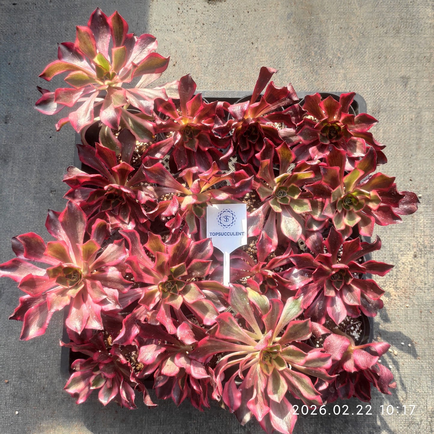 26095 ファントム