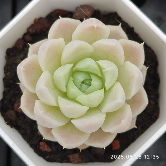 YBB107 ヒューミリス（7cm pot）
