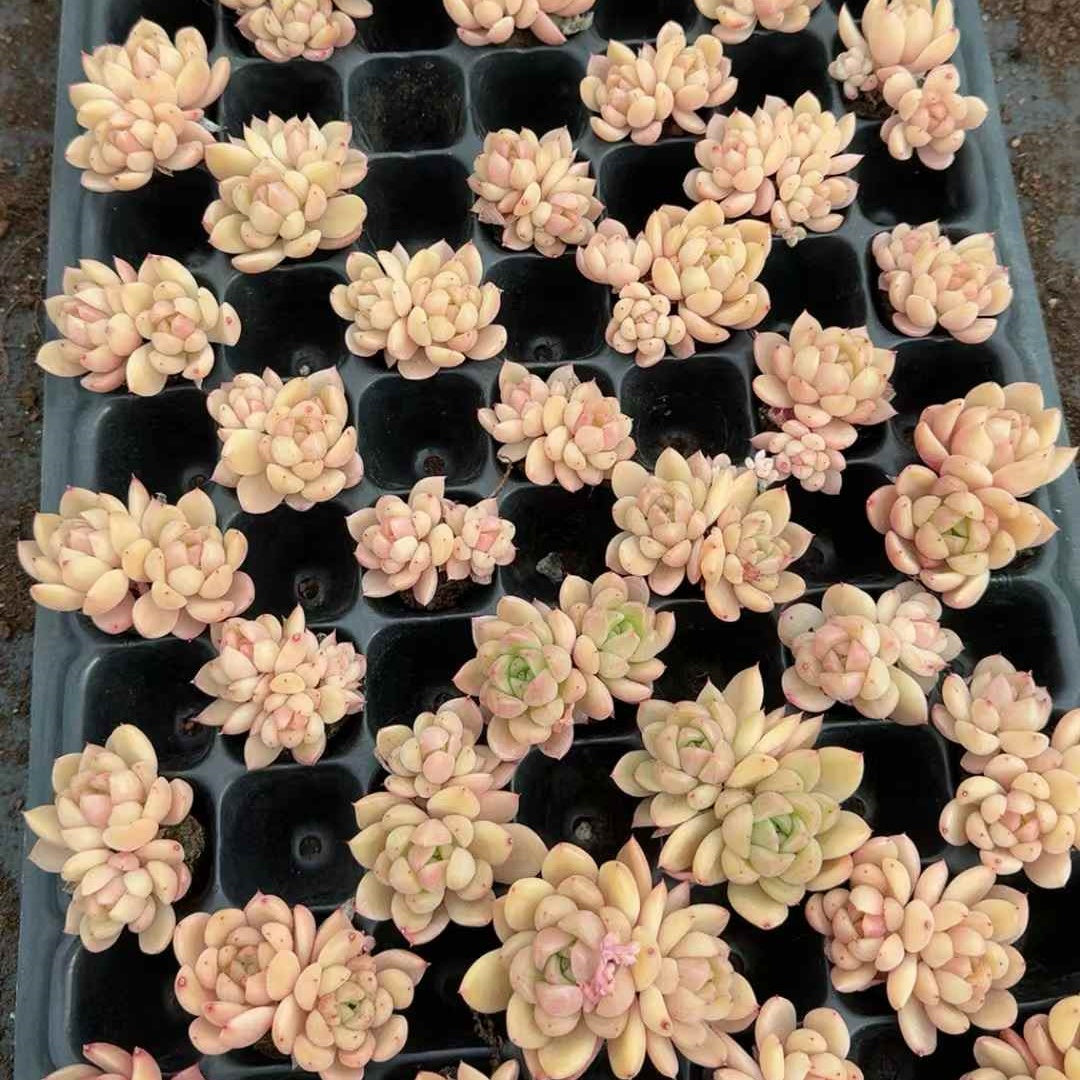 26130 ベルベット キャンディ