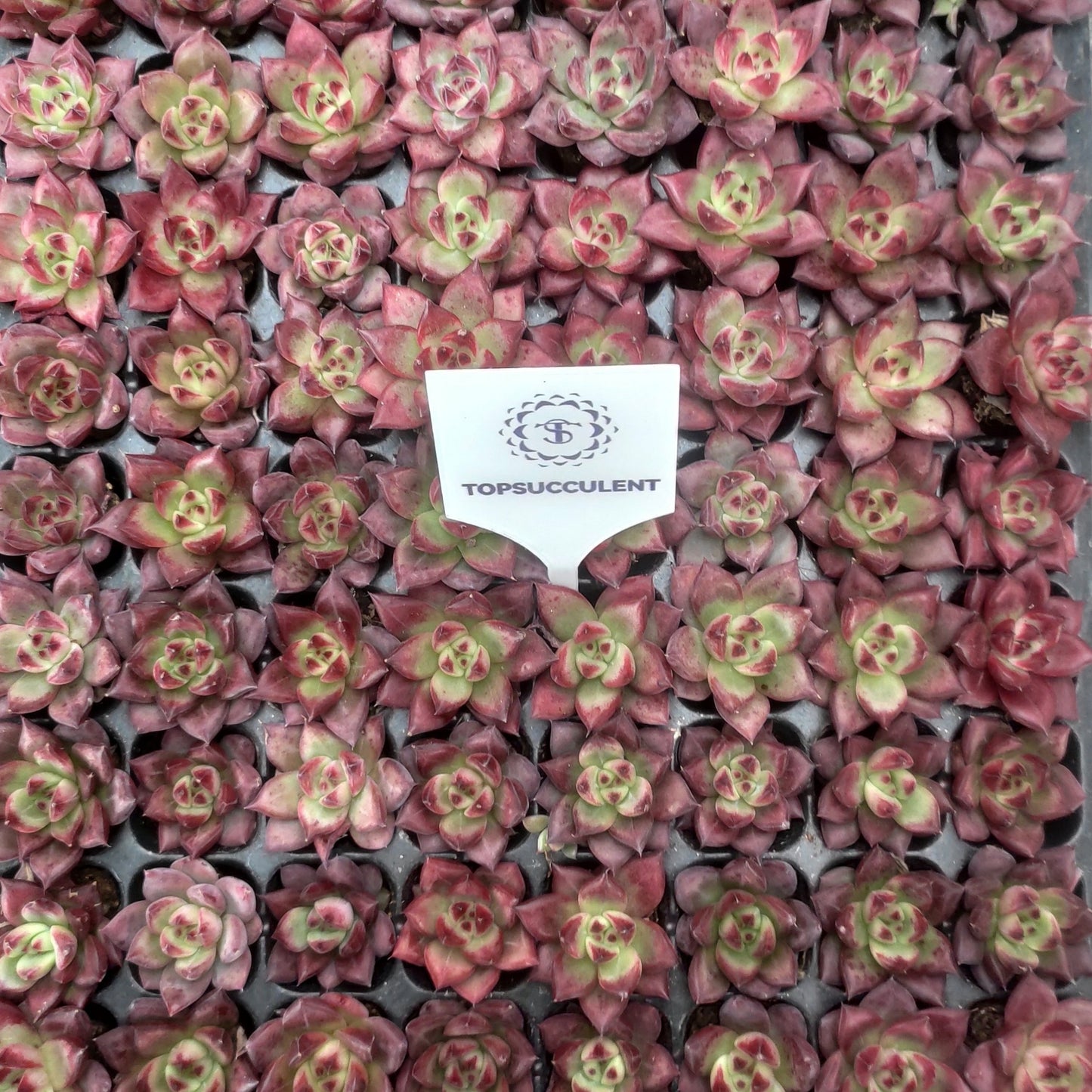 217411  アクエリアス（3cm pot）（ポット苗）