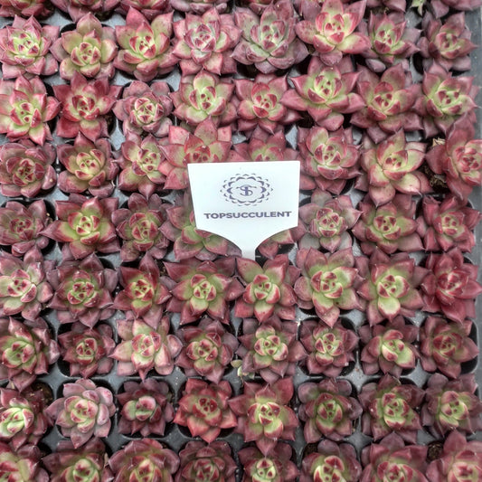 217411  アクエリアス（3cm pot）（ポット苗）