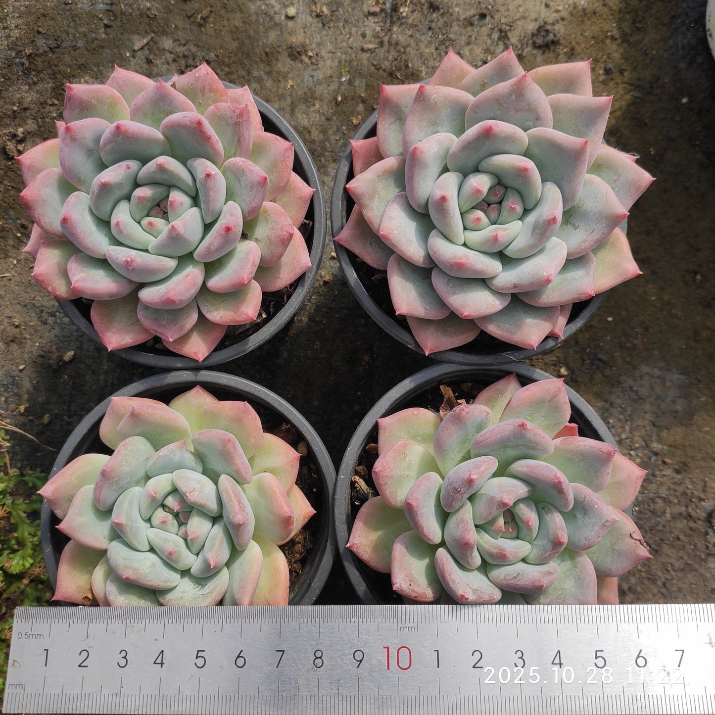 DQ100 新品種　オビフェルム　Hyb（9cm pot）